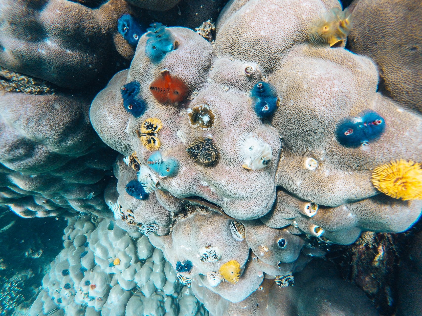 coraux multicolores vu dans la mer Andaman article Kawthaung archipel des Mergui