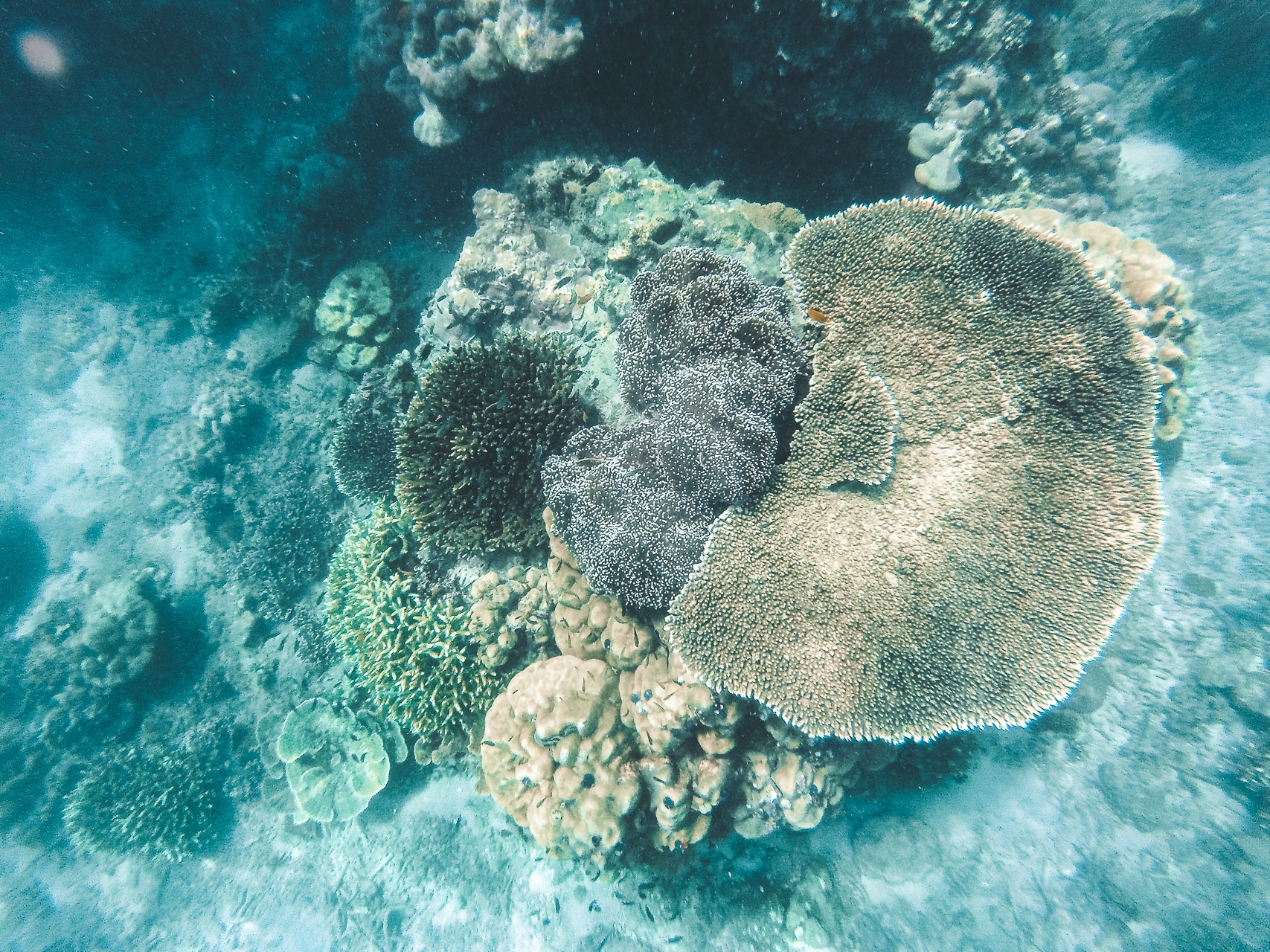 coraux dans la mer Andaman