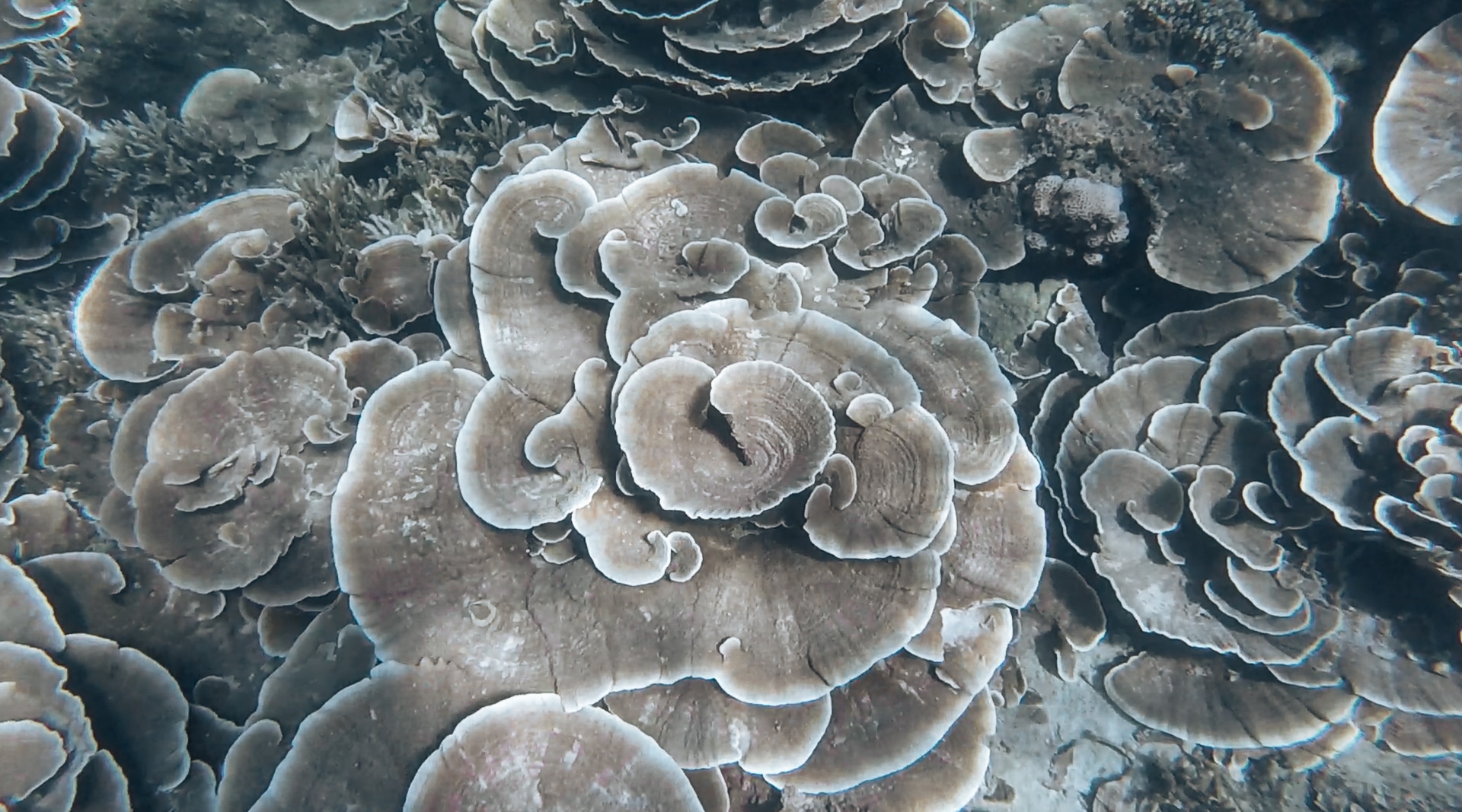 détail d'une fleur de corail archipel des Mergui Kawthaung