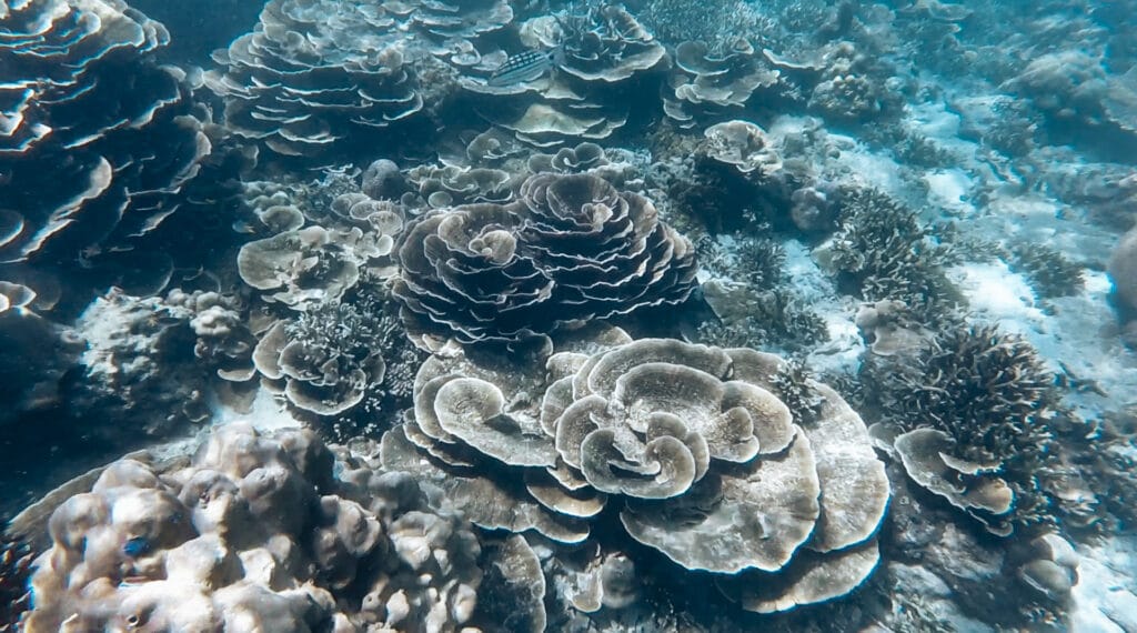 fleur de corail mer Andaman article Kawthaung et archipel des Mergui