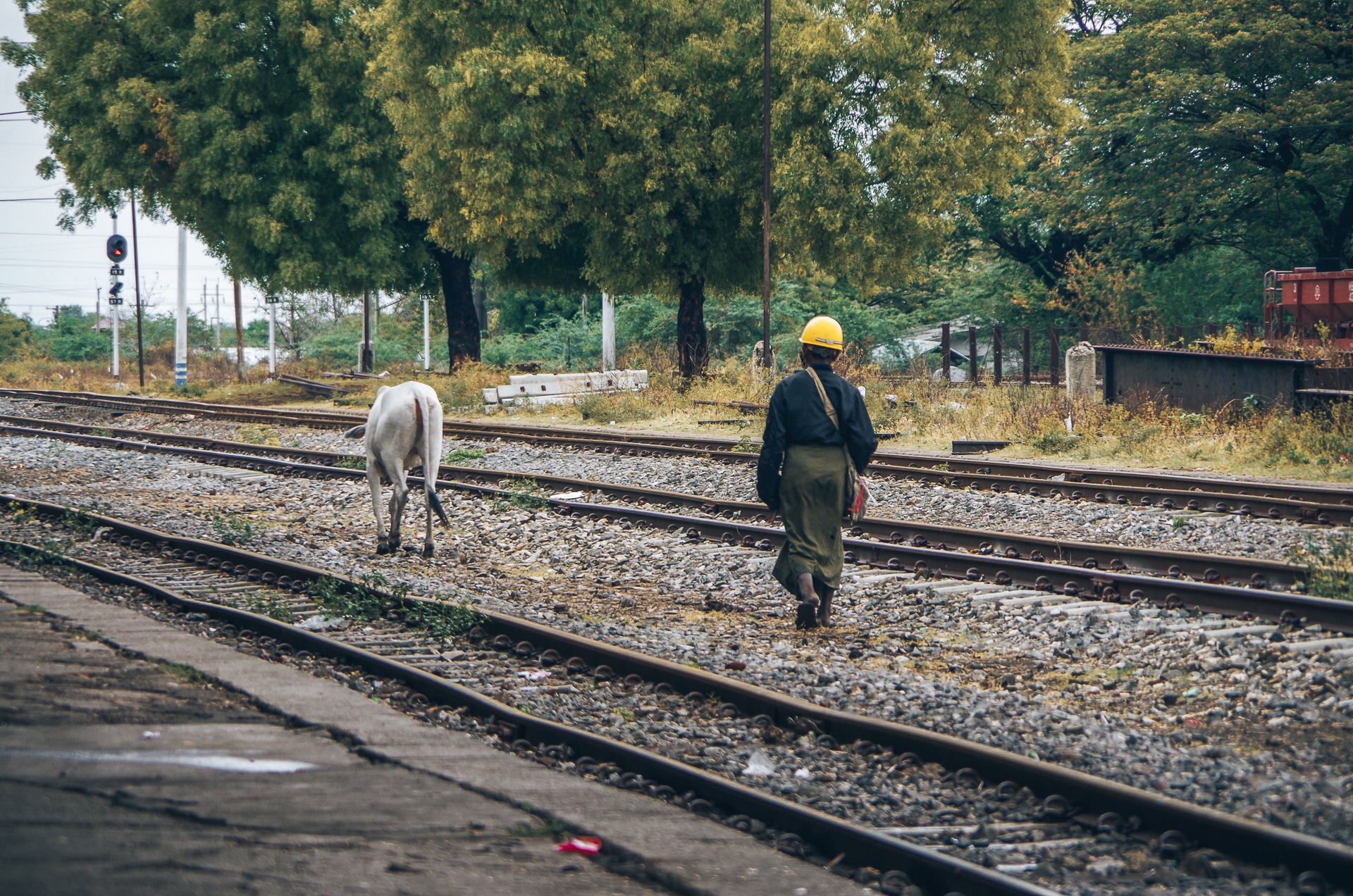 un homme et une vache sur des rails au Myanmar