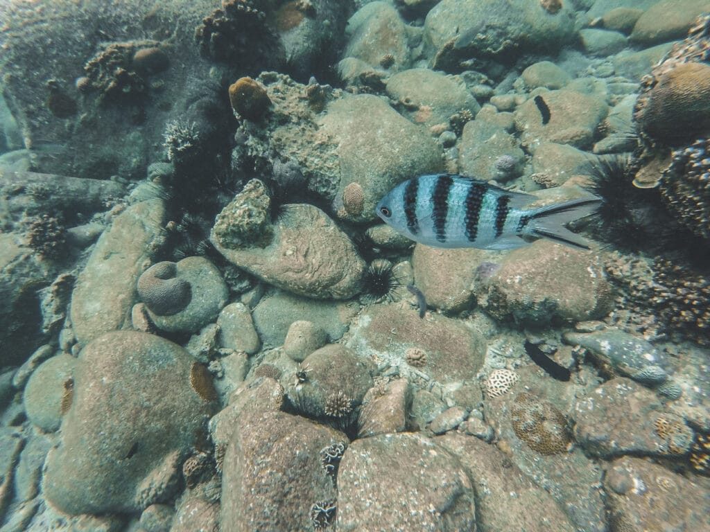 poisson à rayures noire et bleutée nageant sur un fond rocailleux
