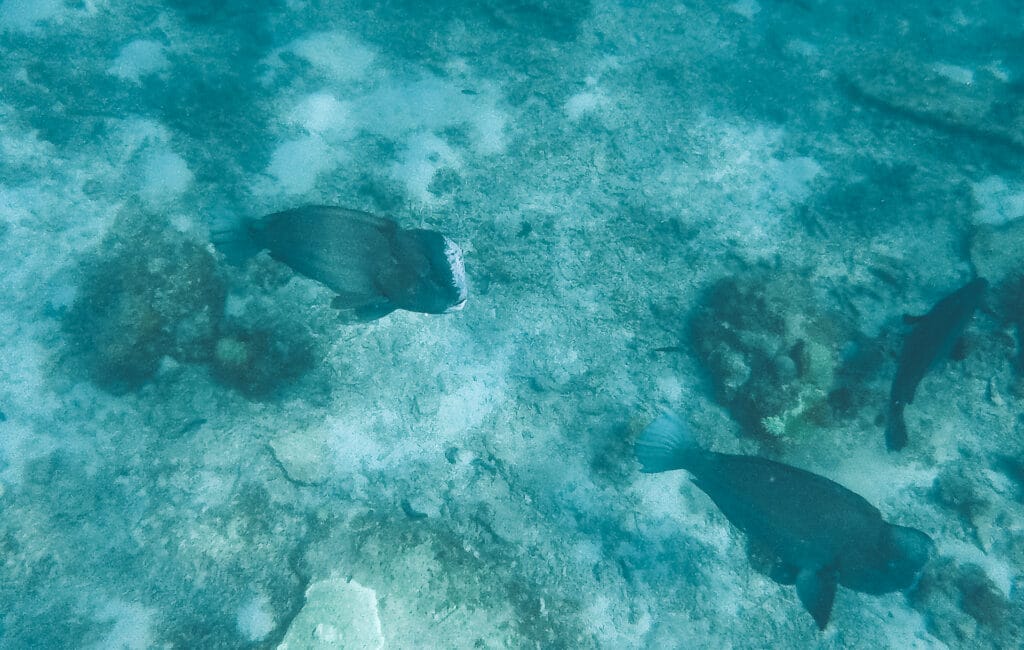 plusieurs poissons napoléon nageant autour des îles Perhentians en Malaisie