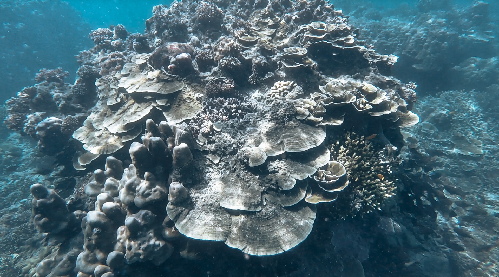 rocher avec du corail de différentes formes article Kawthaung