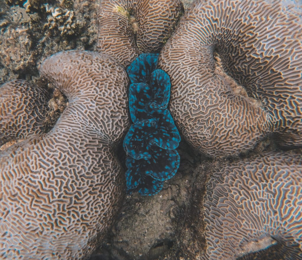 mollusque bleu sous-marin aux îles Perhentian
