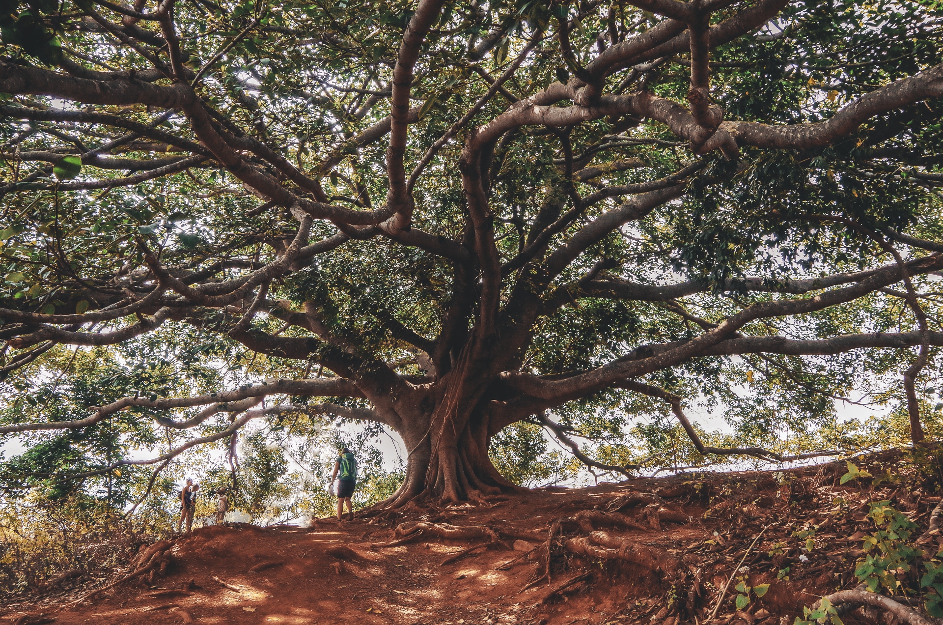 magnifique arbre banian au Myanmar
