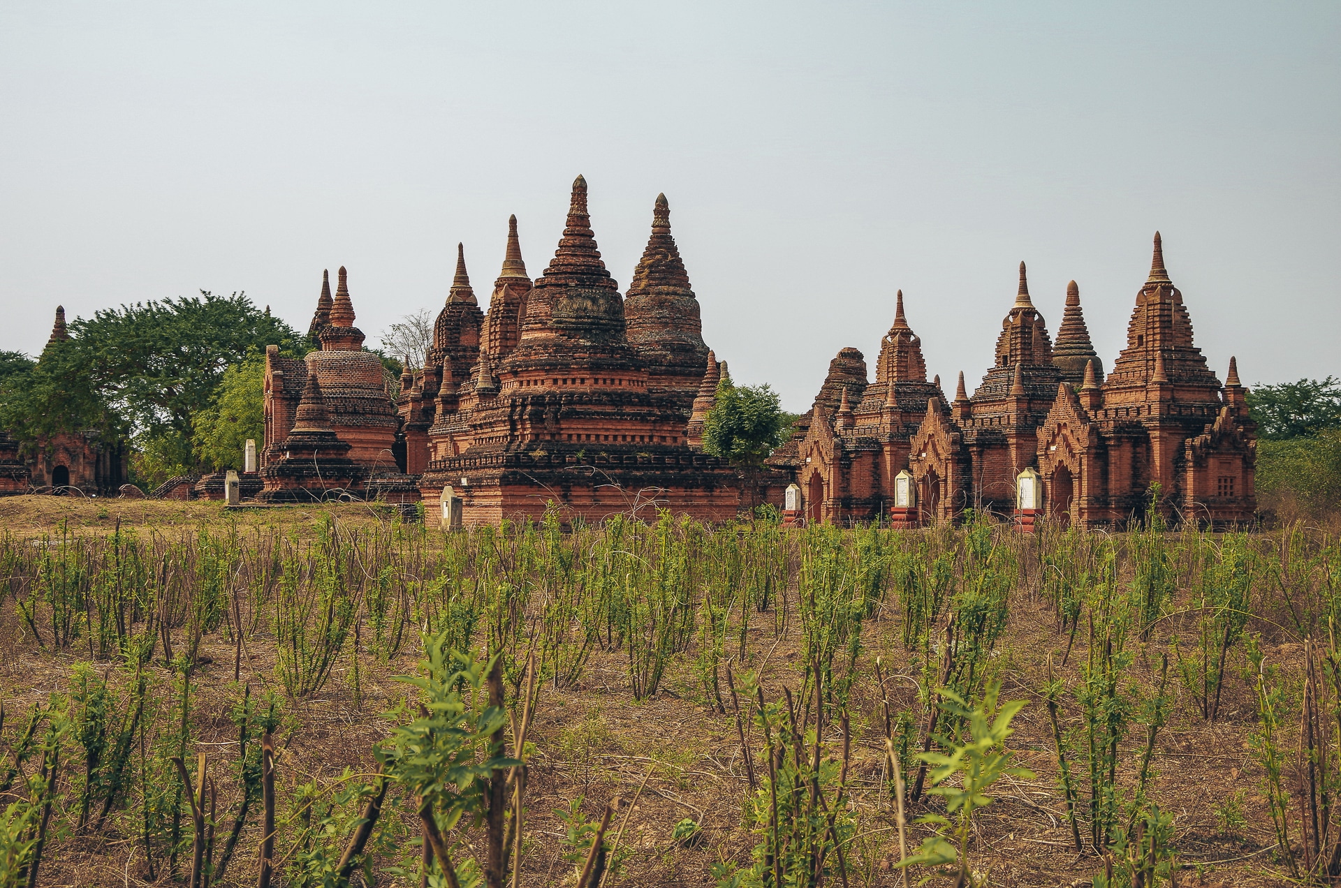 champ de culture au milieu des temples de Bagan