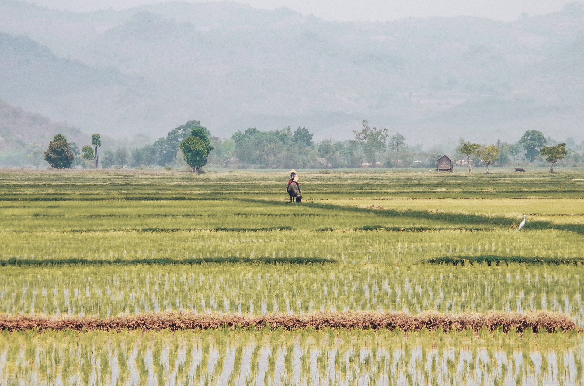 champ de rizière avec une femme sur un buffle Trek Kalaw Inle