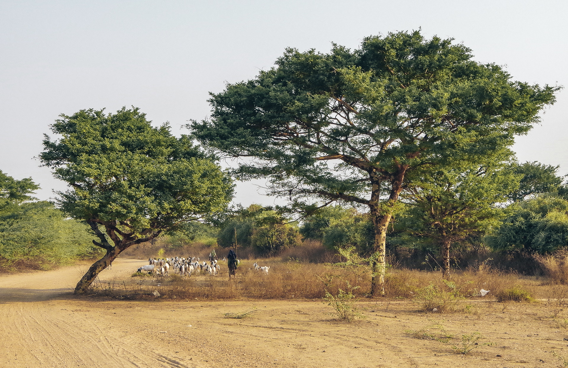 habitants promenant leur animaux à travers la plaine de Bagan au Myanmar