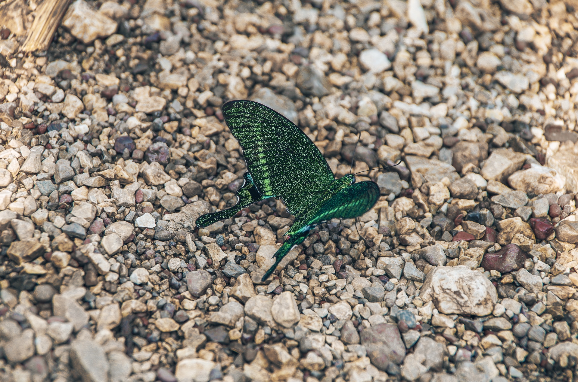 papillon vert trek Kalaw Inle