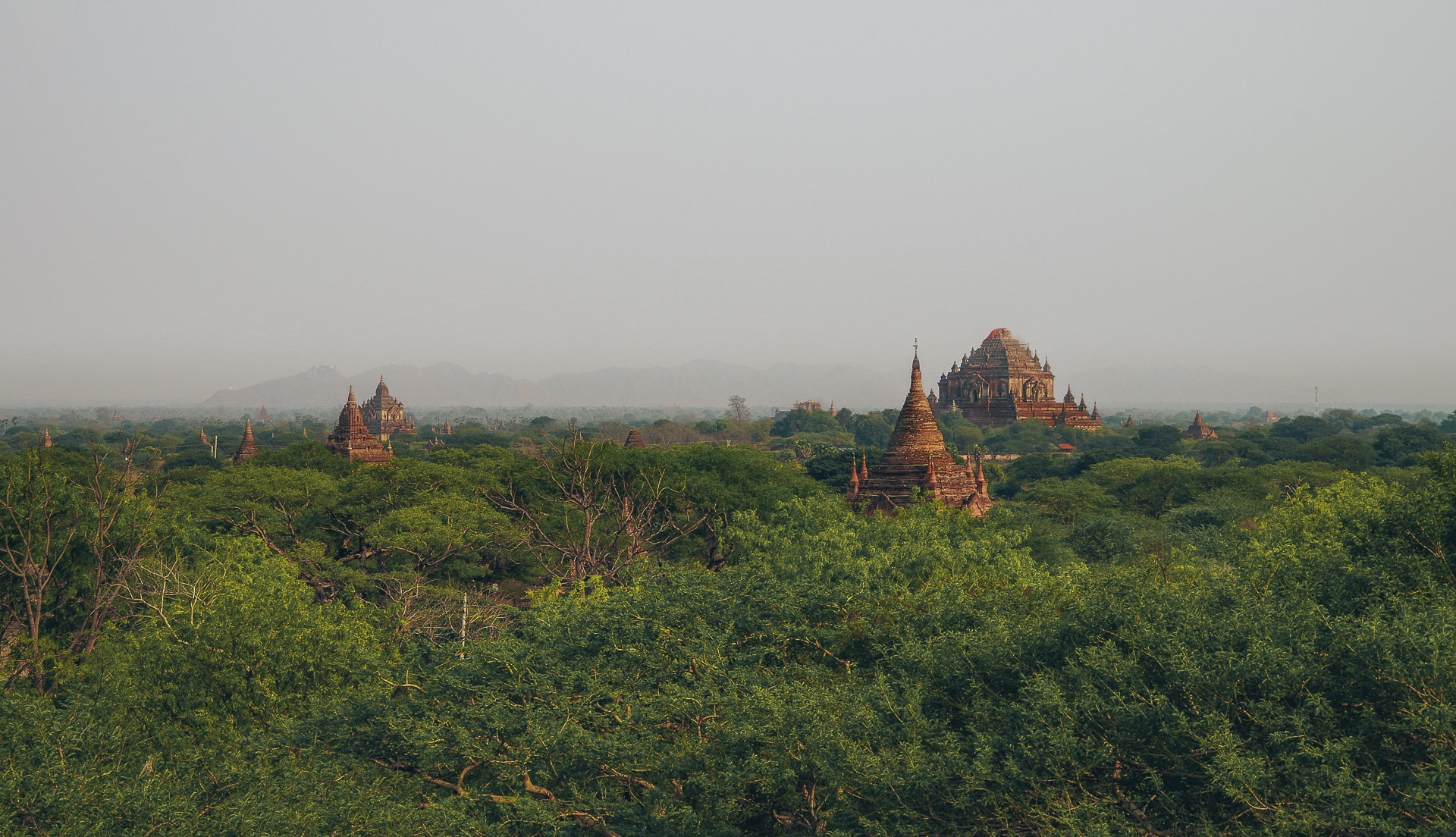 temples s'élevant au dessus des arbres à Bagan