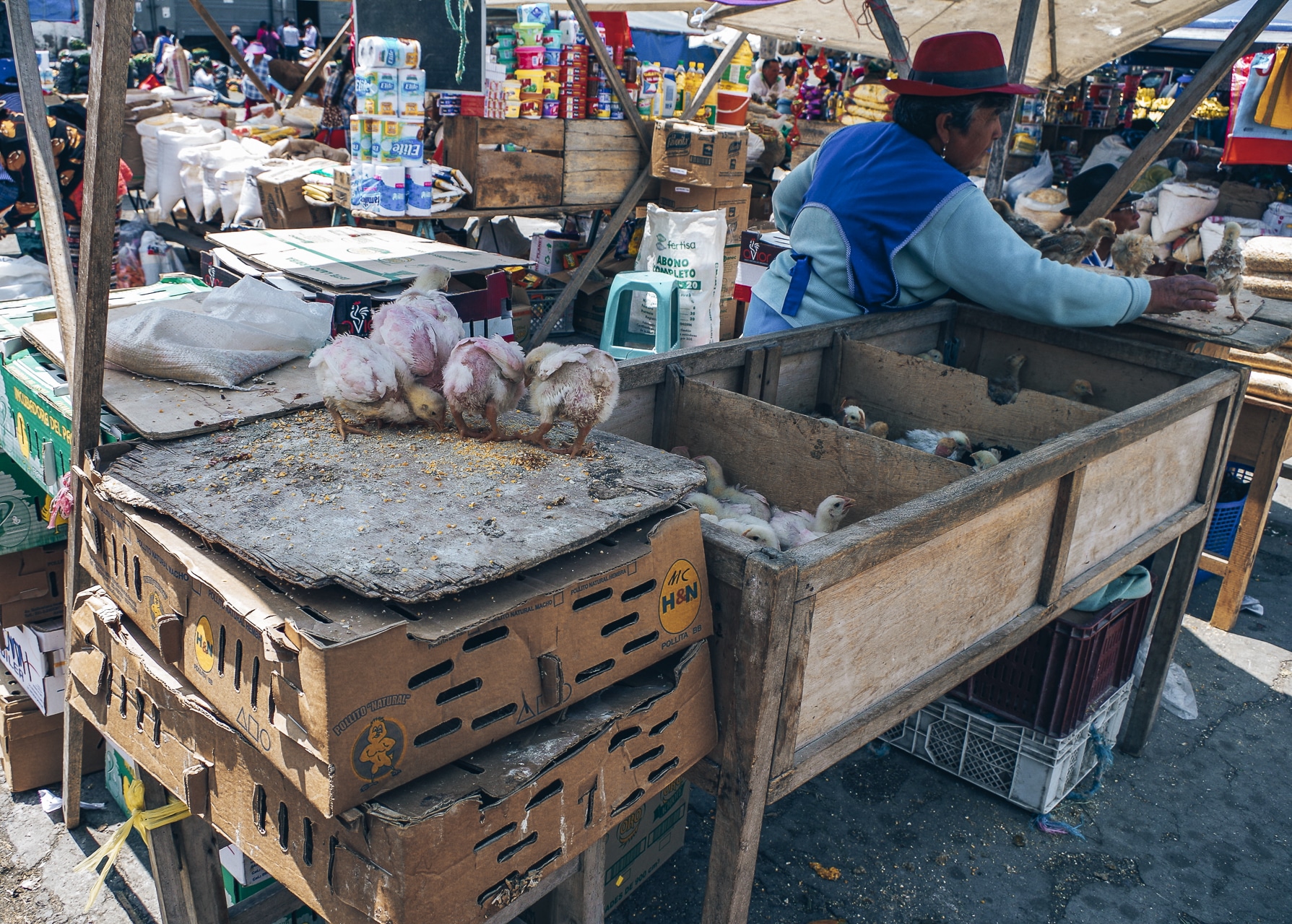 marché de Saquisili avec une vendeuse de poussins