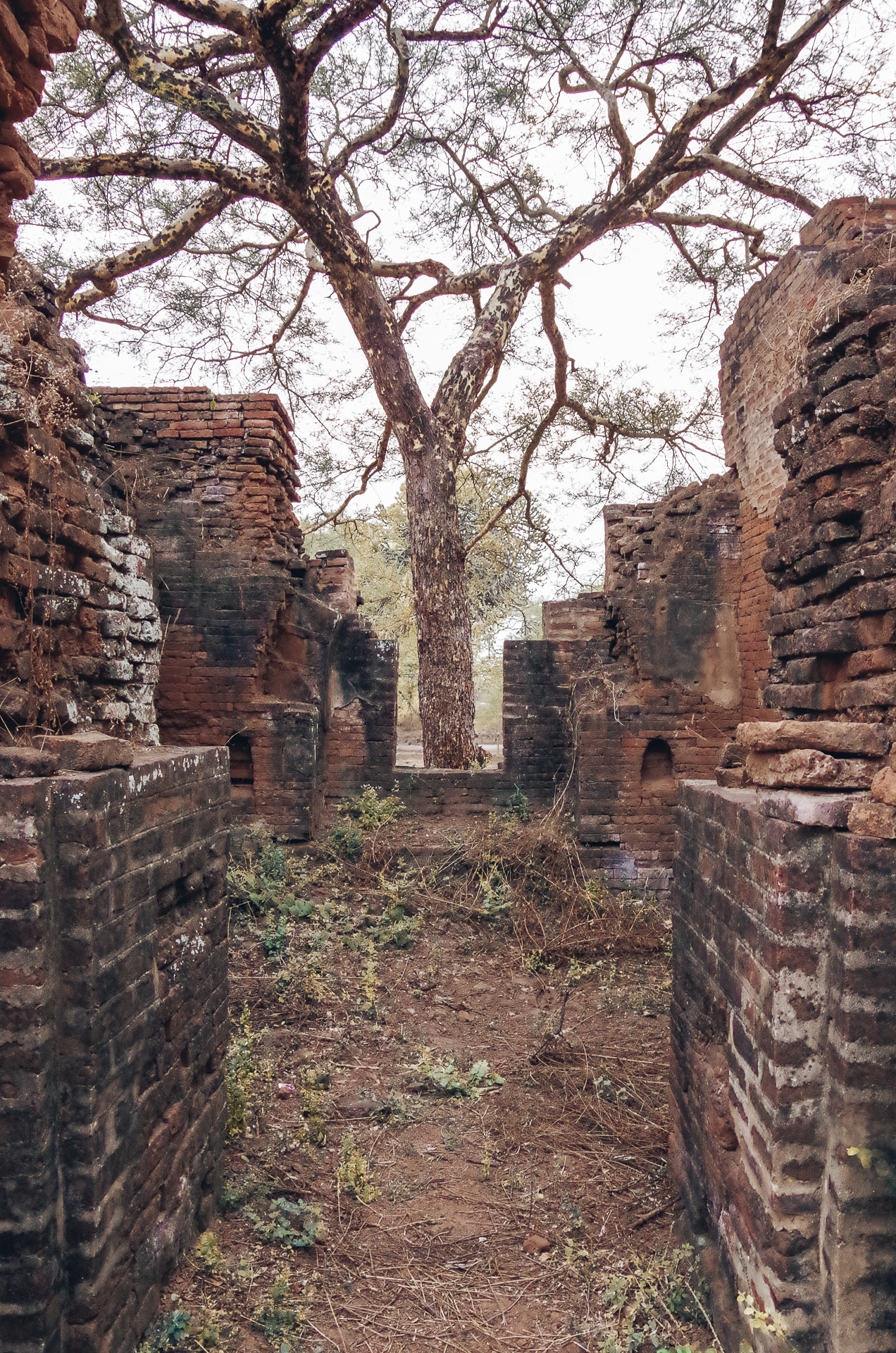 végétation au milieu de temples en ruine au Myanmar à Bagan