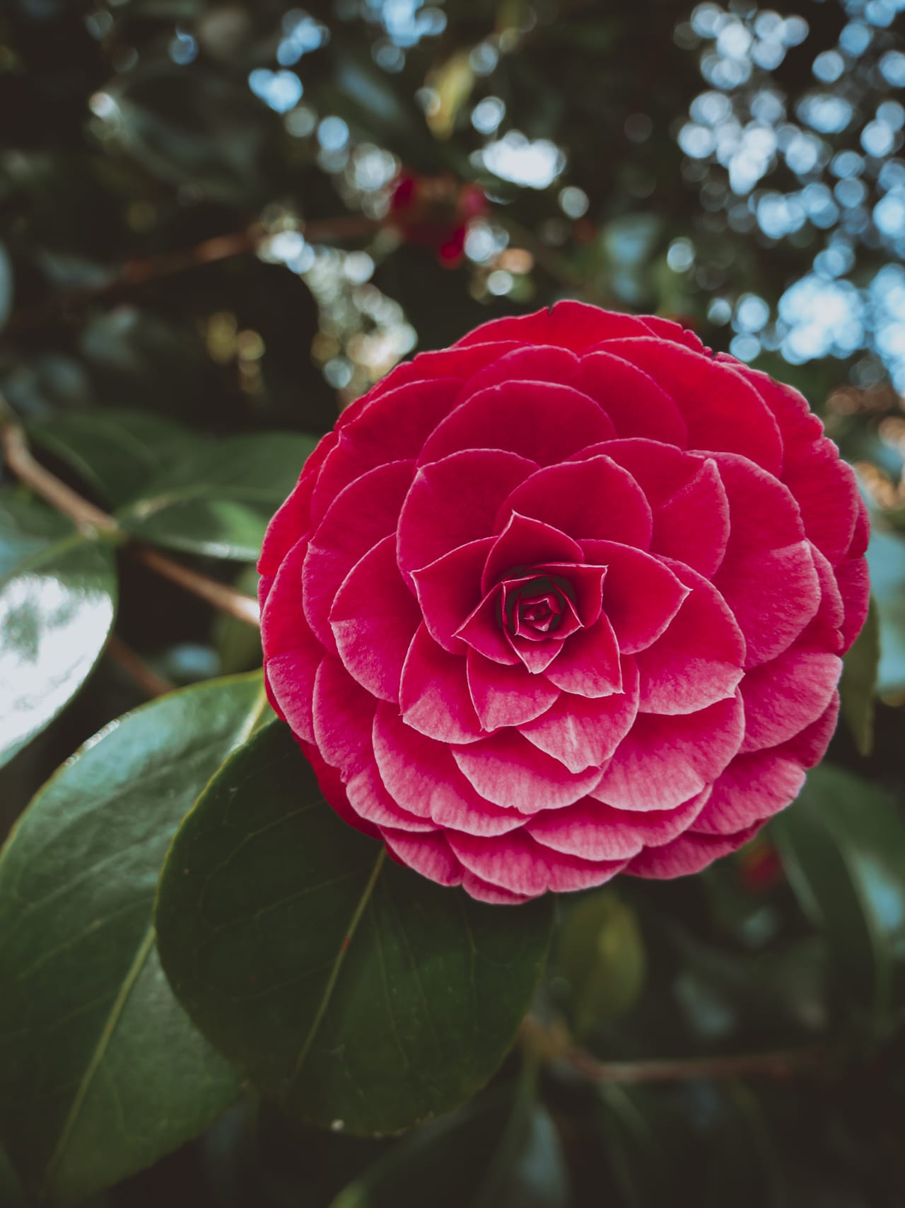 rose au jardin remarquable Jacques Prévert tourisme la Hague