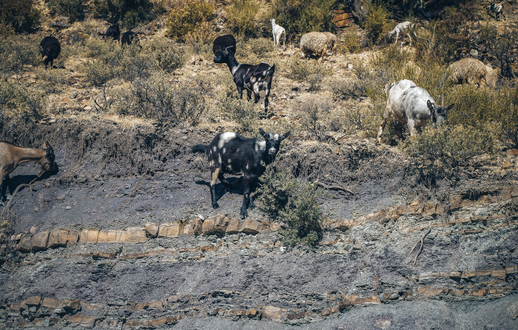 chèvre des villages Jalq'a Bolivie