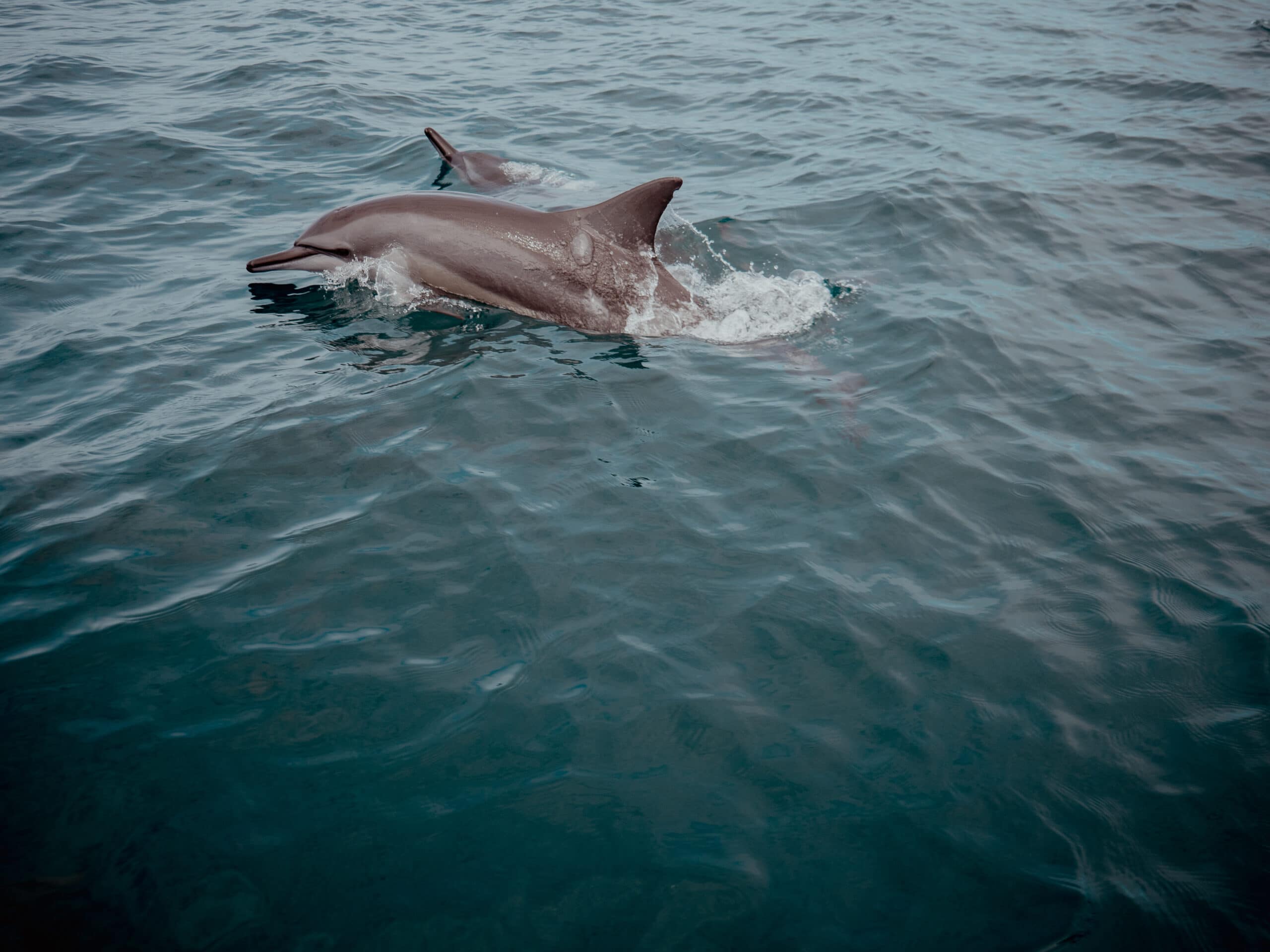 où voir des dauphins au Sri Lanka excursion Kalpitiya a faire au Sri Lanka