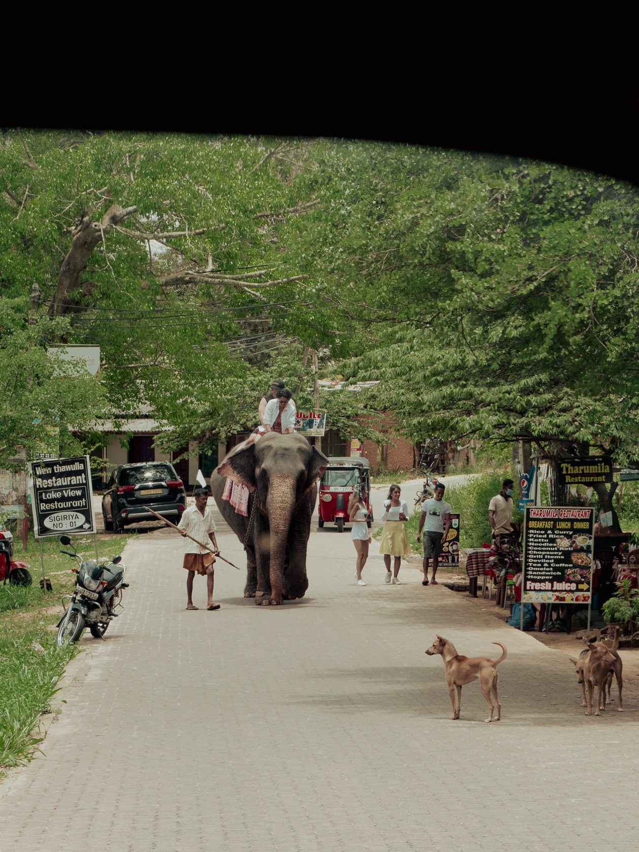elephant safari sigiriya activité à ne pas faire au Sri Lanka