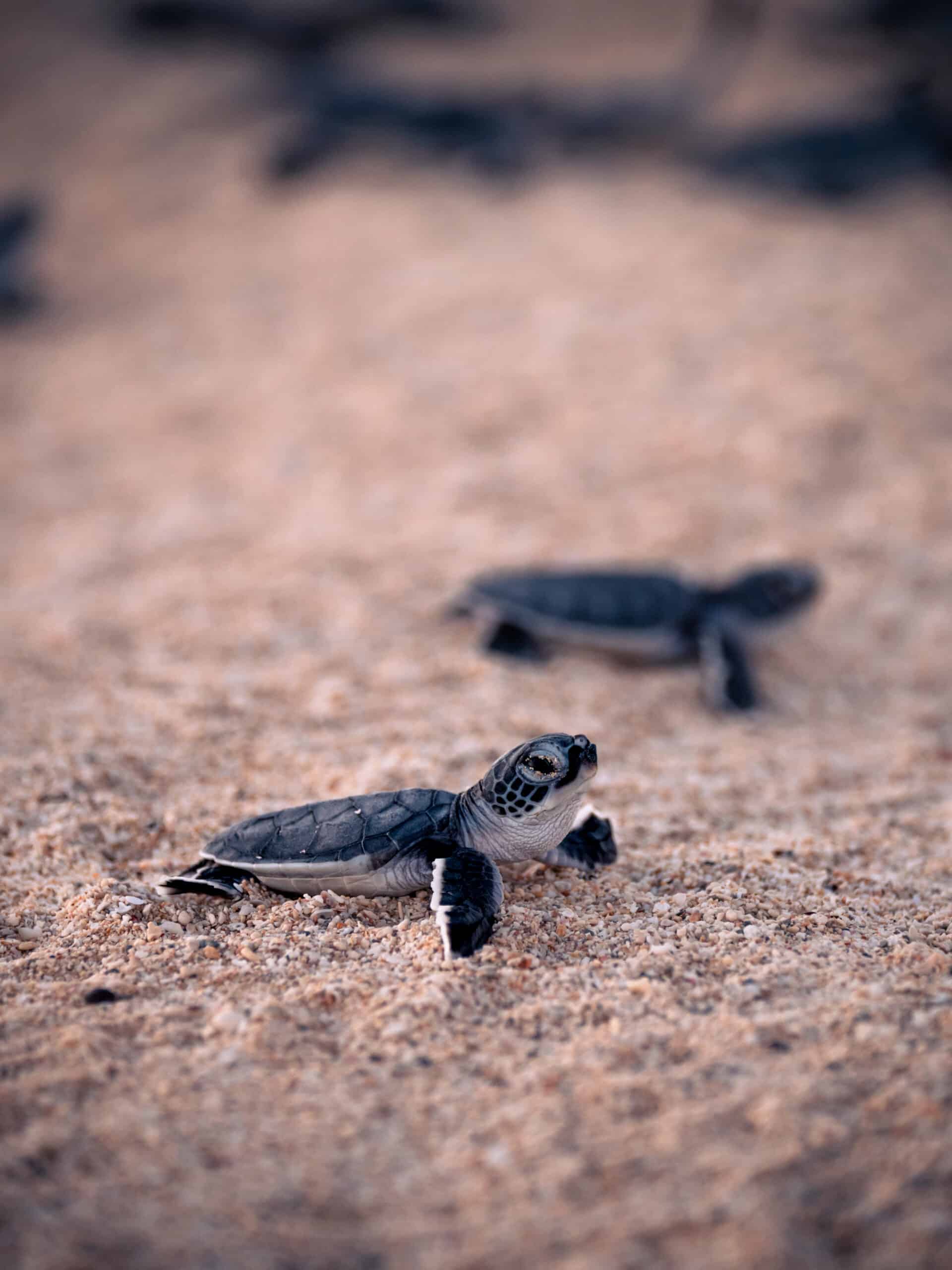 bébé tortue naissance Western Australia