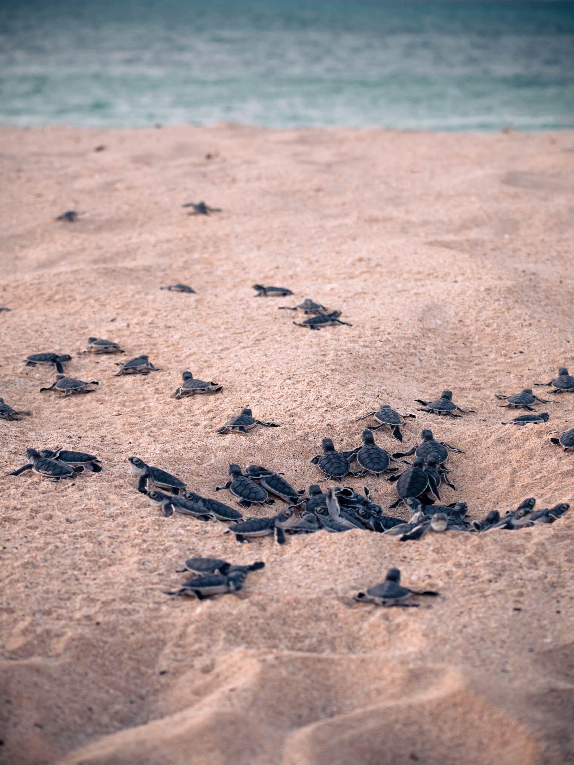 comment naissent les bébés tortues éclosion oeufs tortue marine australie