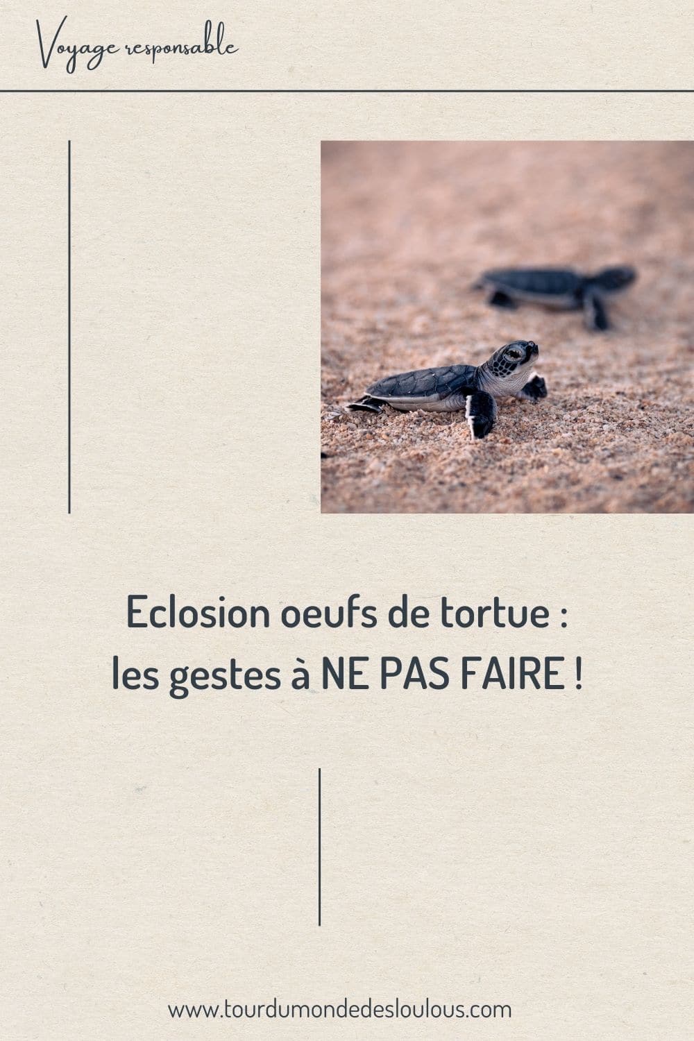 éclosion oeufs de tortue les gestes à ne pas faire