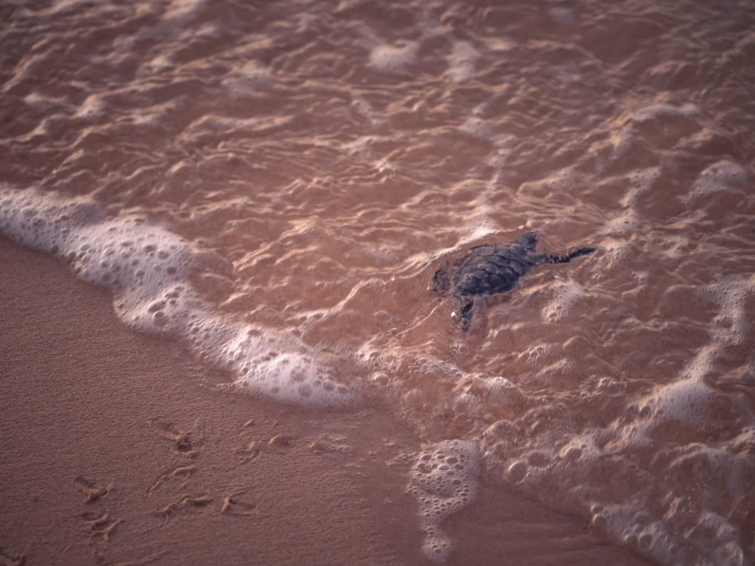 comment s'appelle un bébé tortue tortillon océan