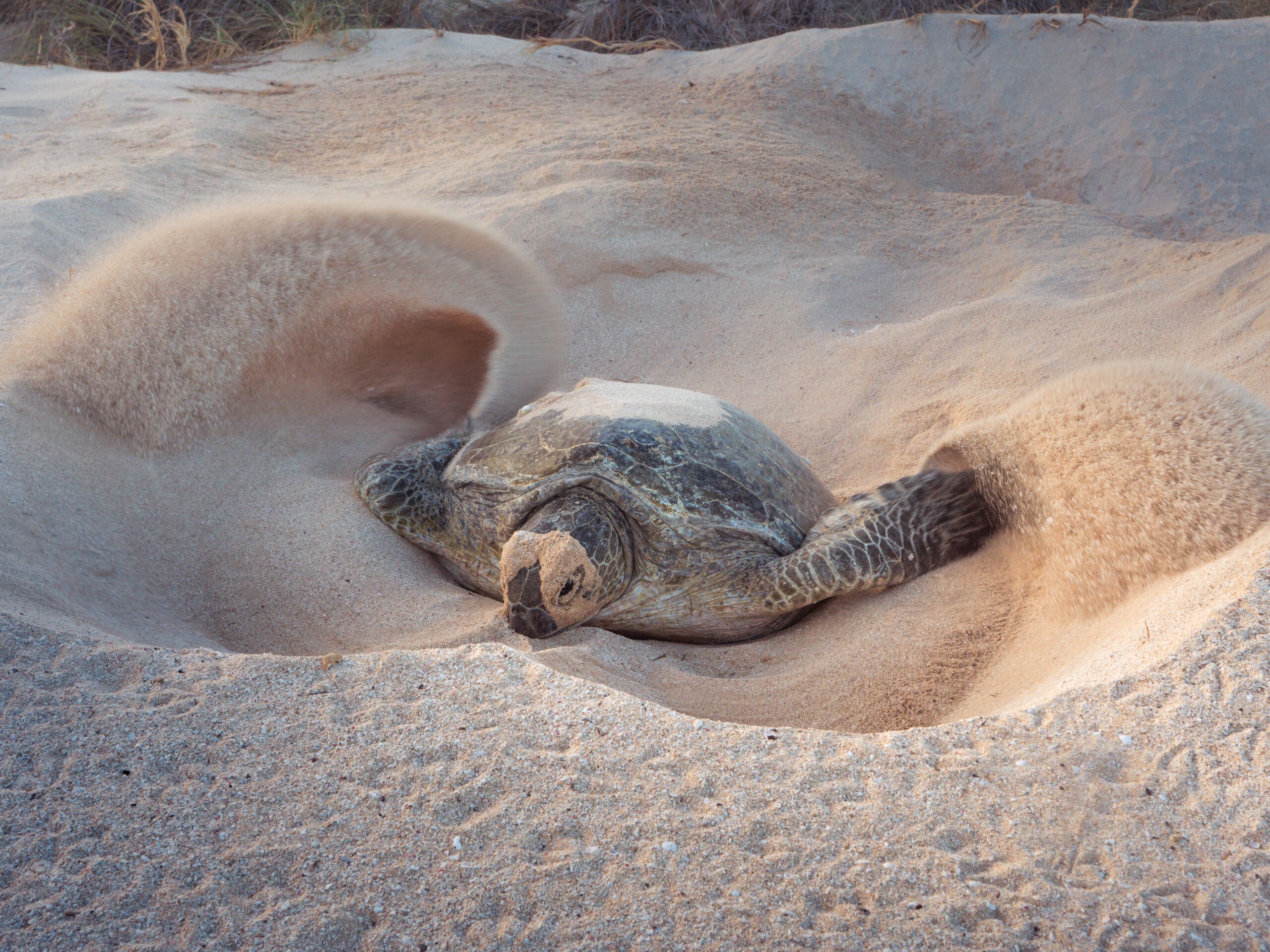 voir tortue ningaloo reef Jurabi coastal coast