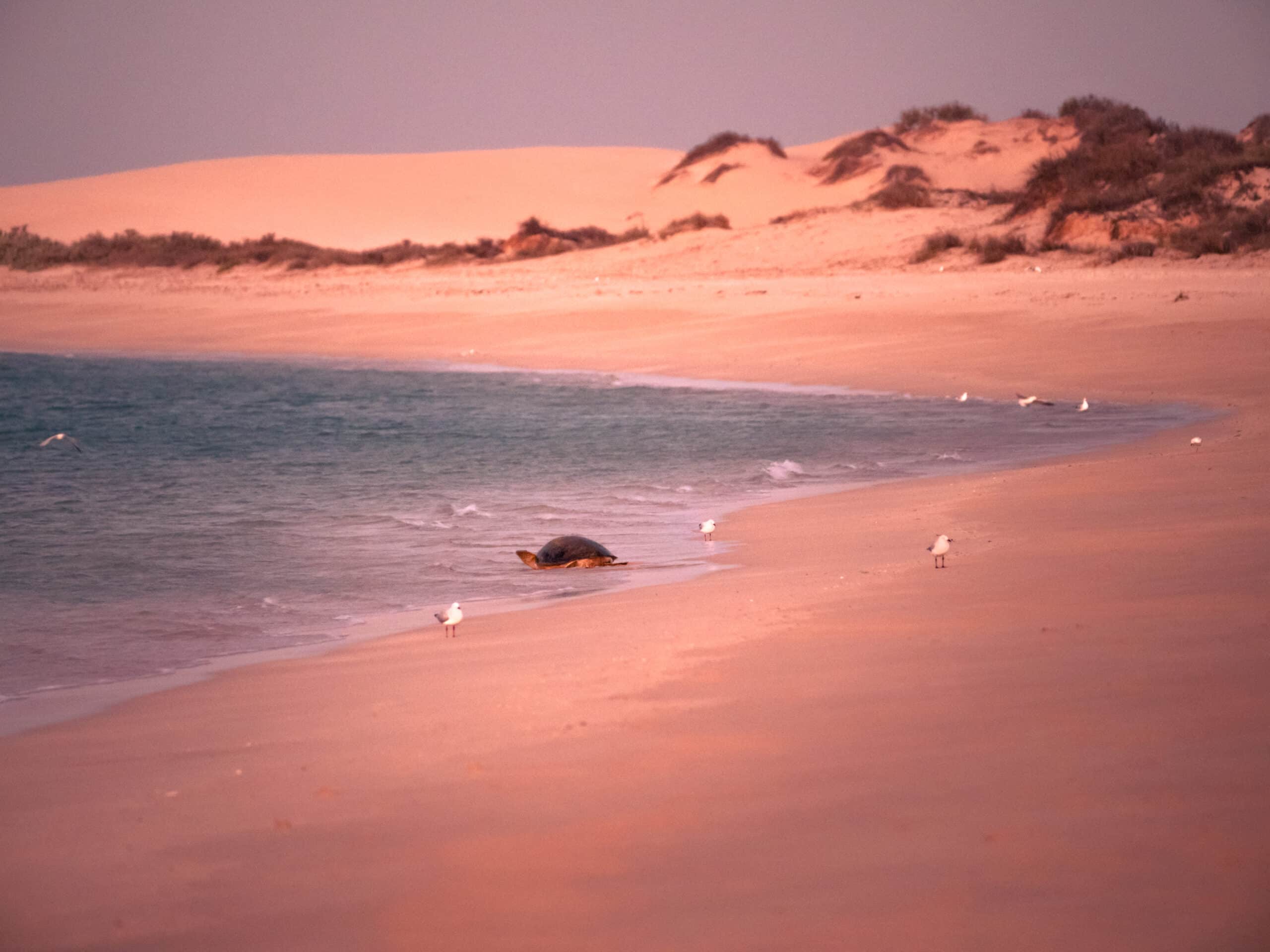 tortue ningaloo reef Western Australia