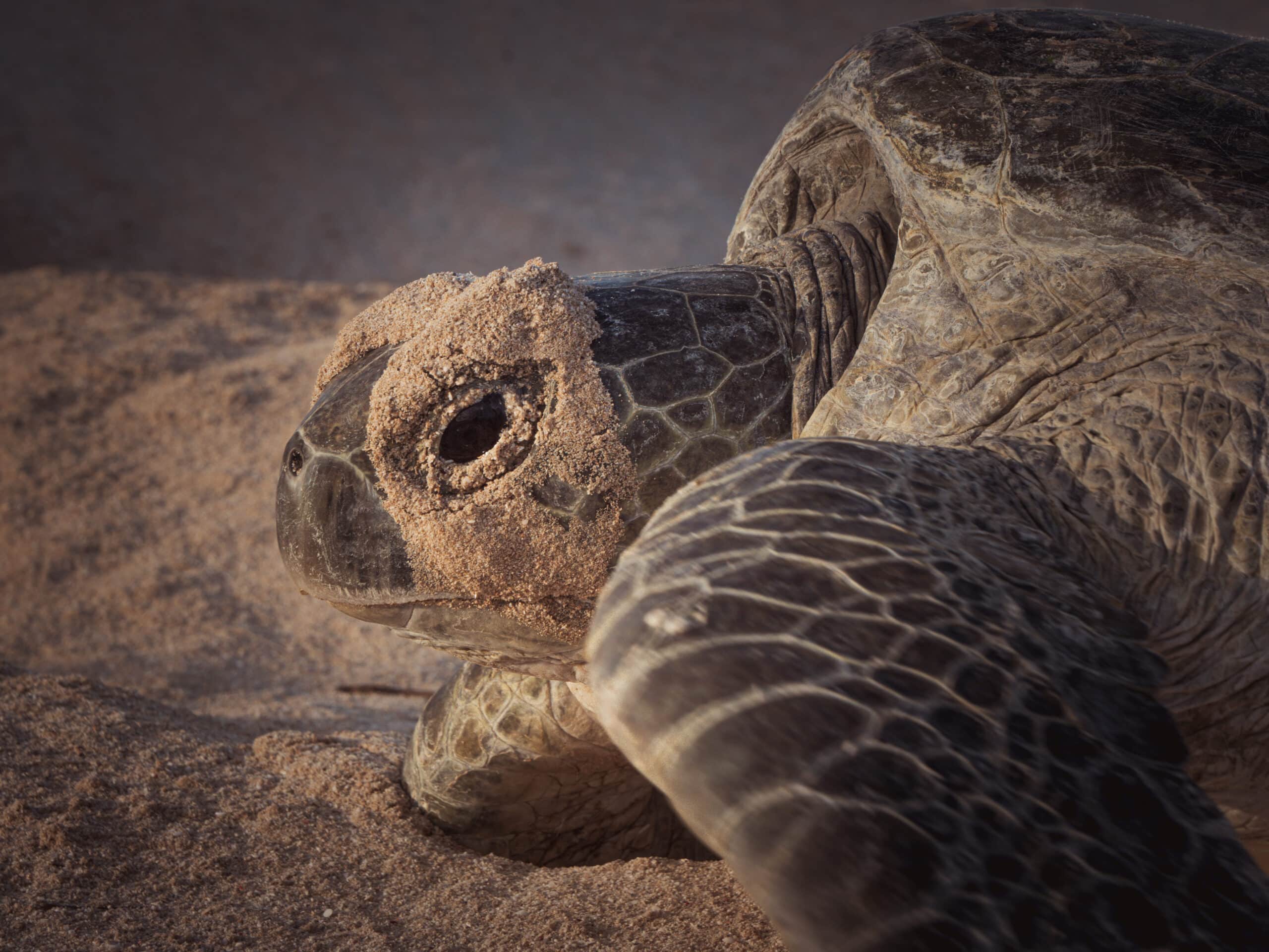 australia's coral coast ningaloo reef turtle