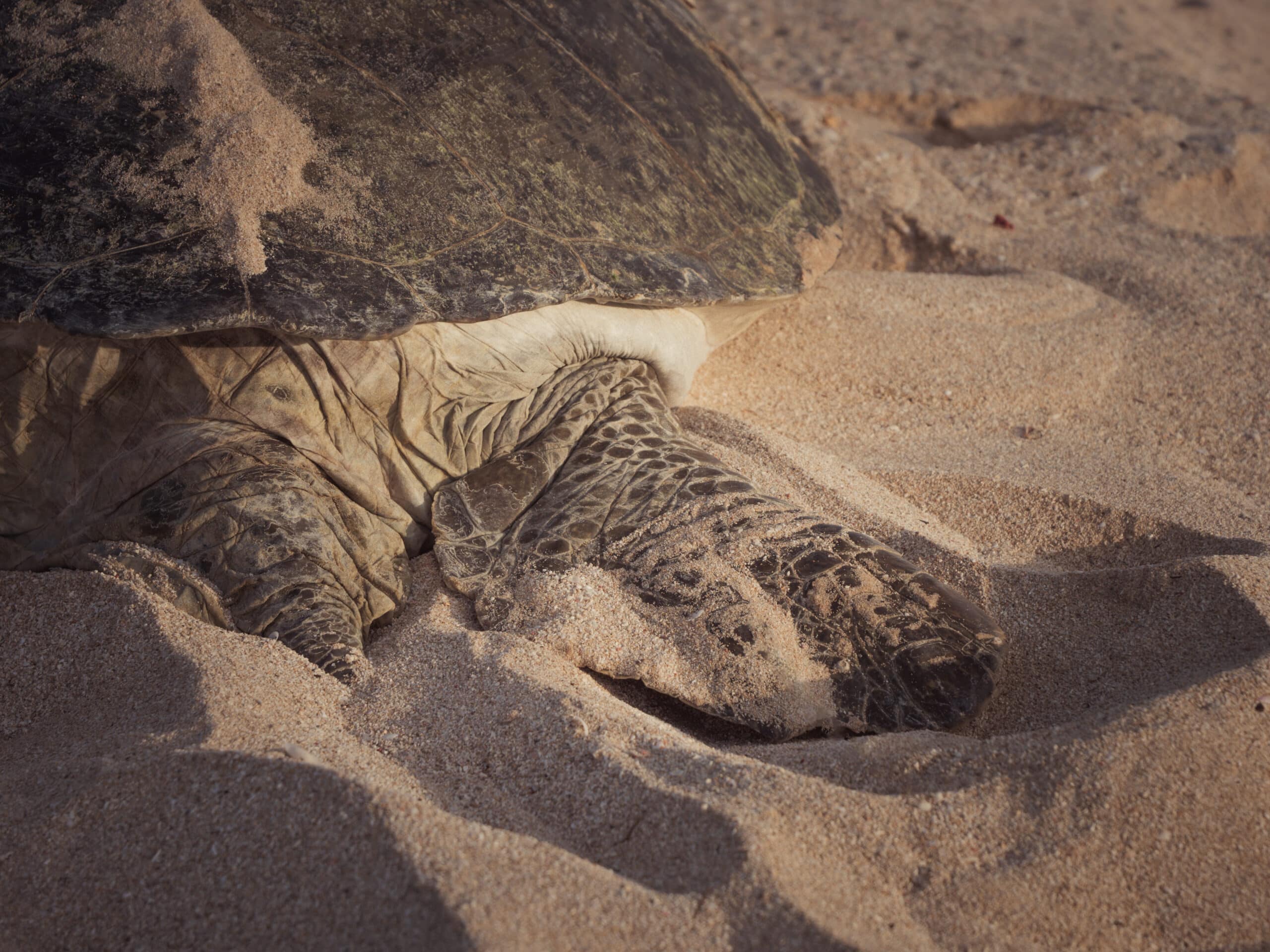 où voir ponte tortue verte australie