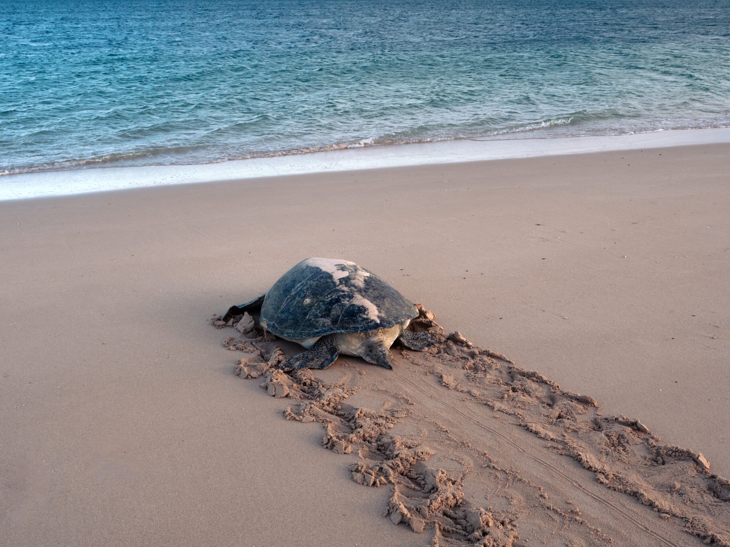 activité insolite Western Australia voir ponte tortue ningaloo reef