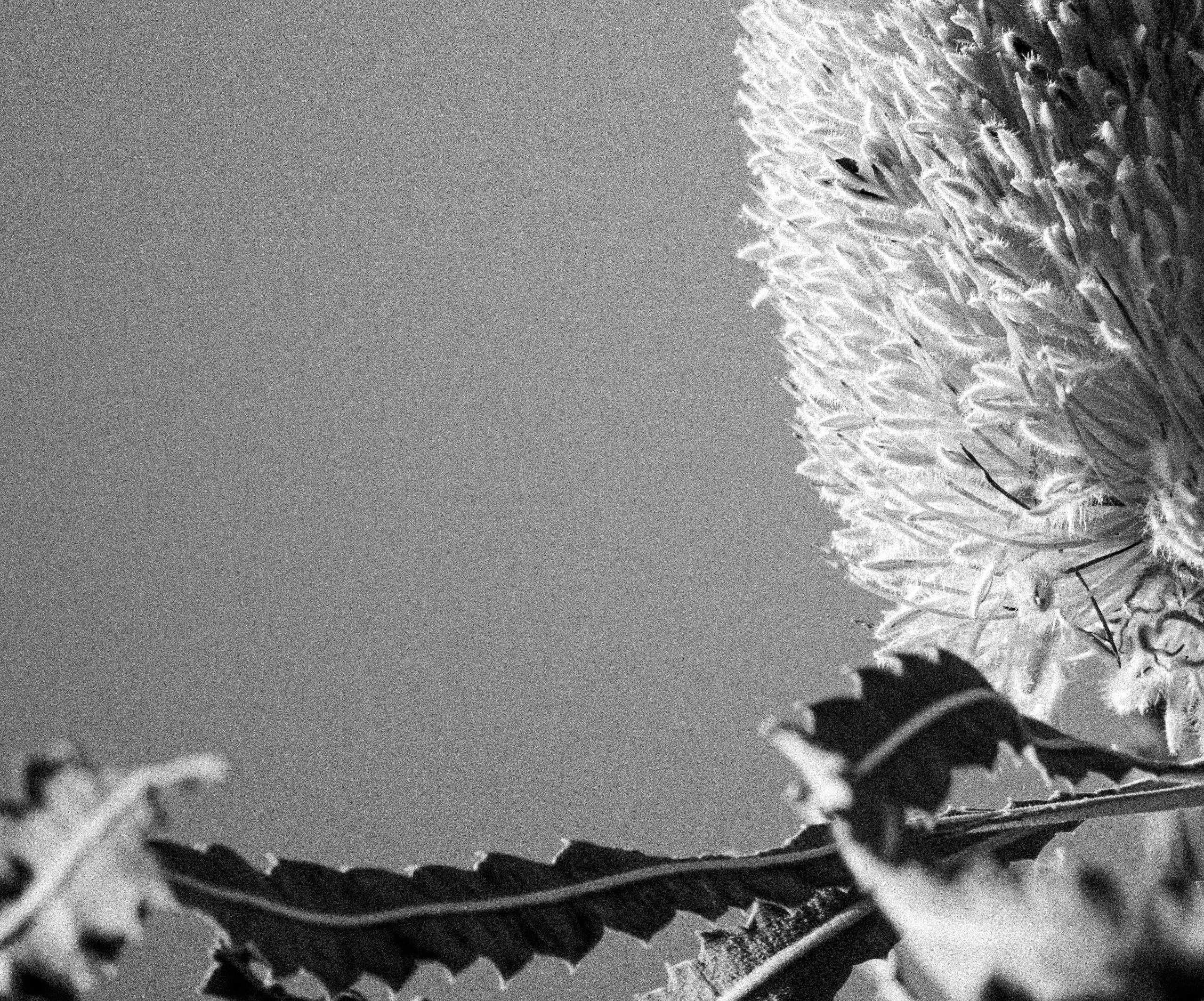 banksia flower western australia