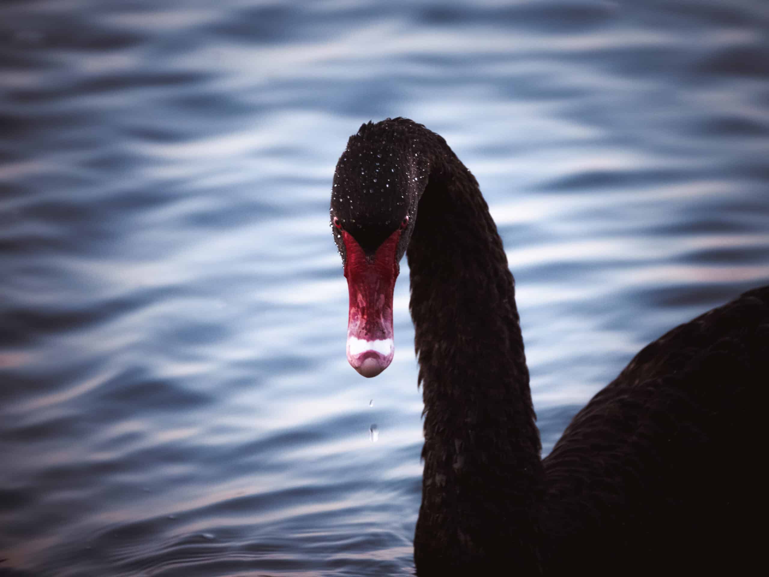 cygne noir symbole de perth