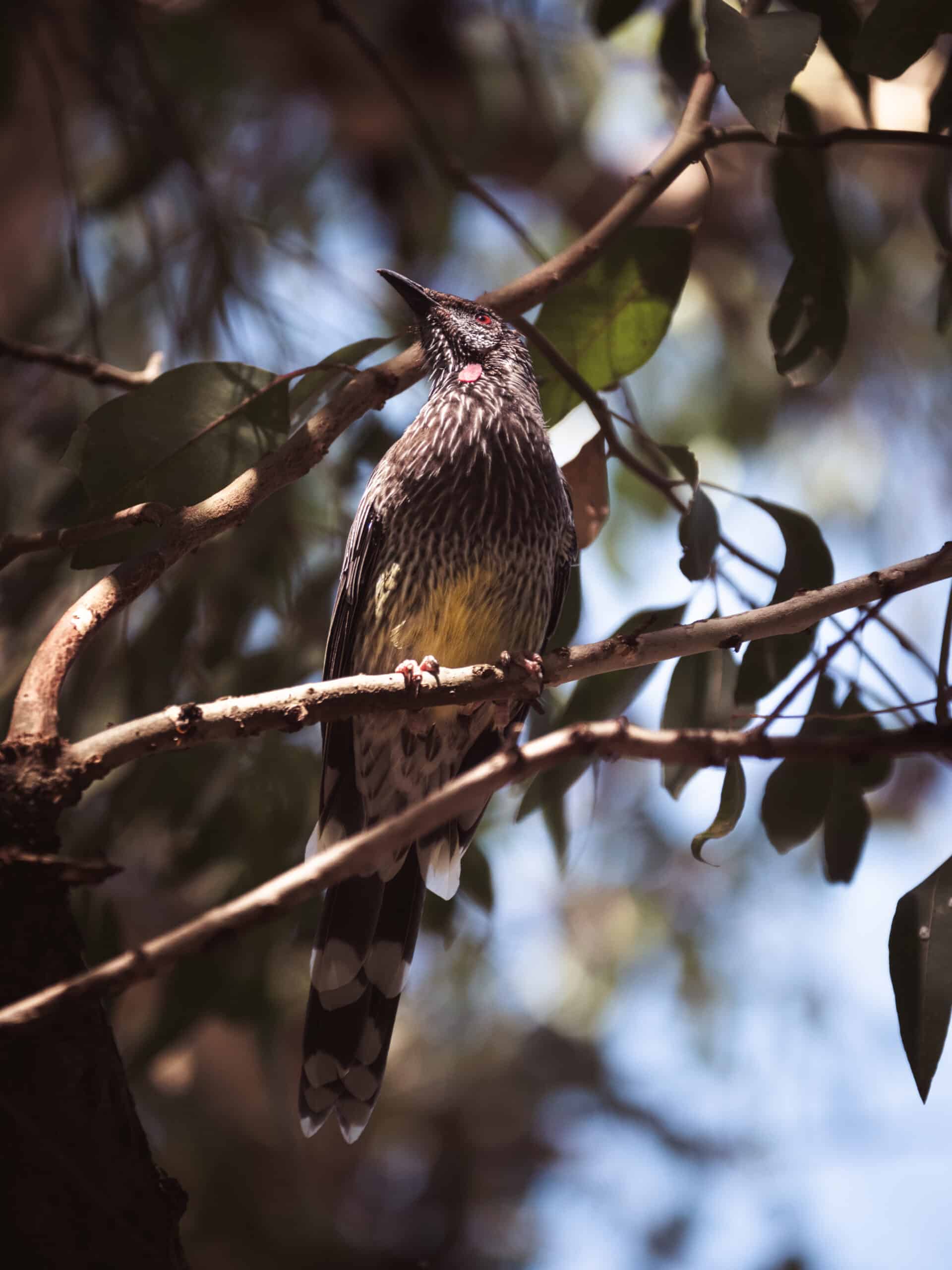 honey eater acacia bird Western Australia perth