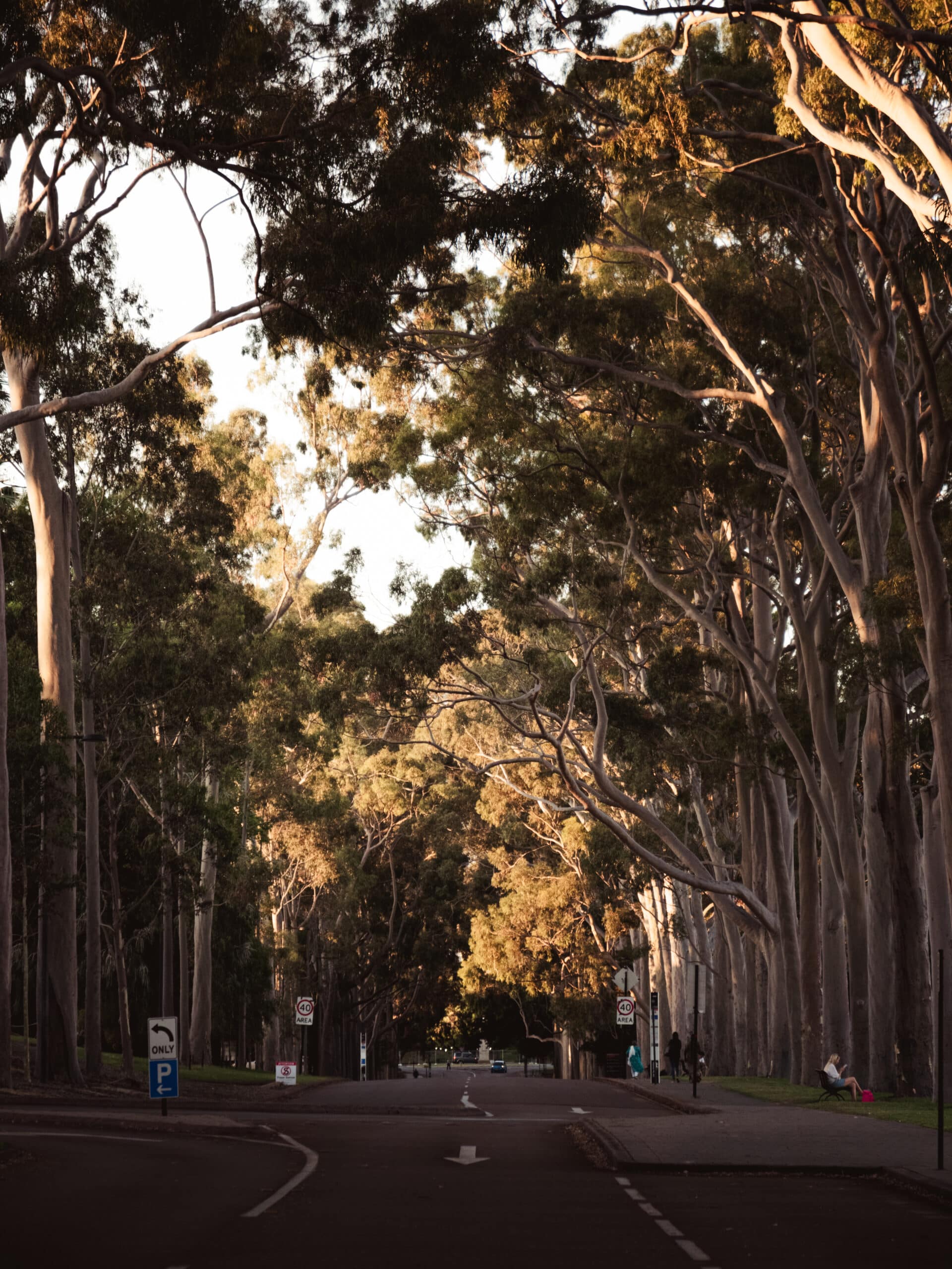 kings park plus grand parc d'Australie