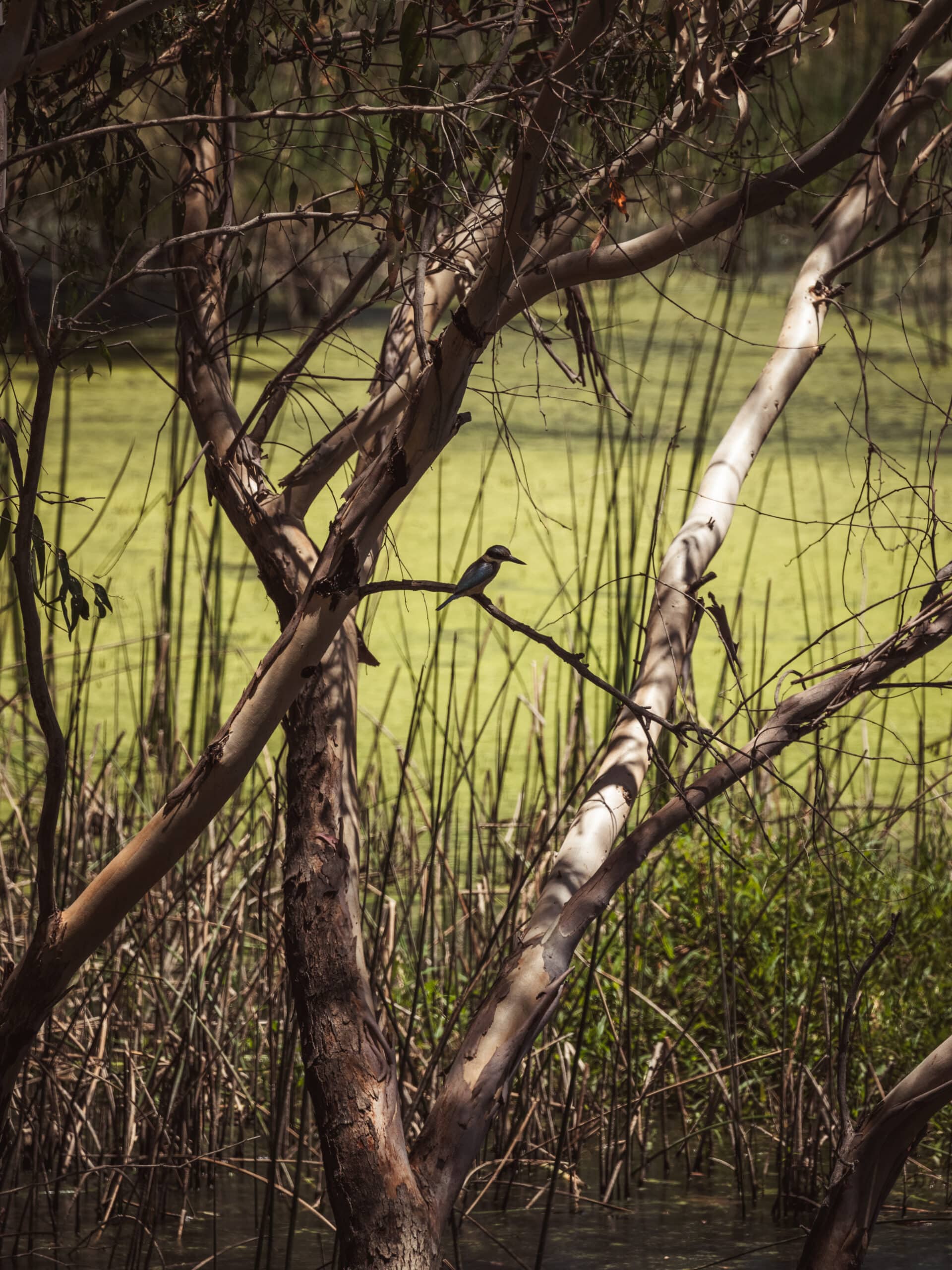 Martin pecheur australie Perry lakes