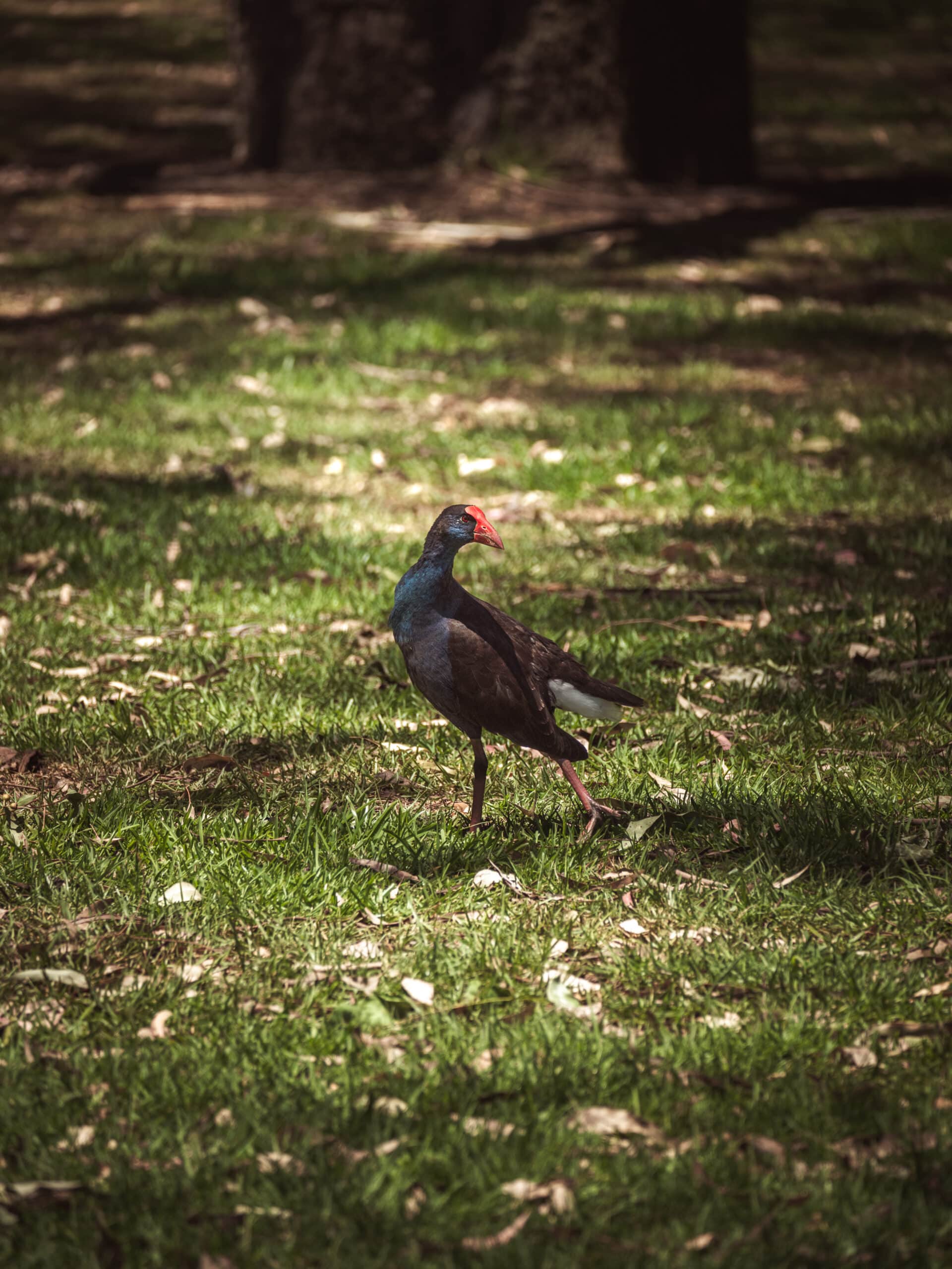 pukeko bird australie