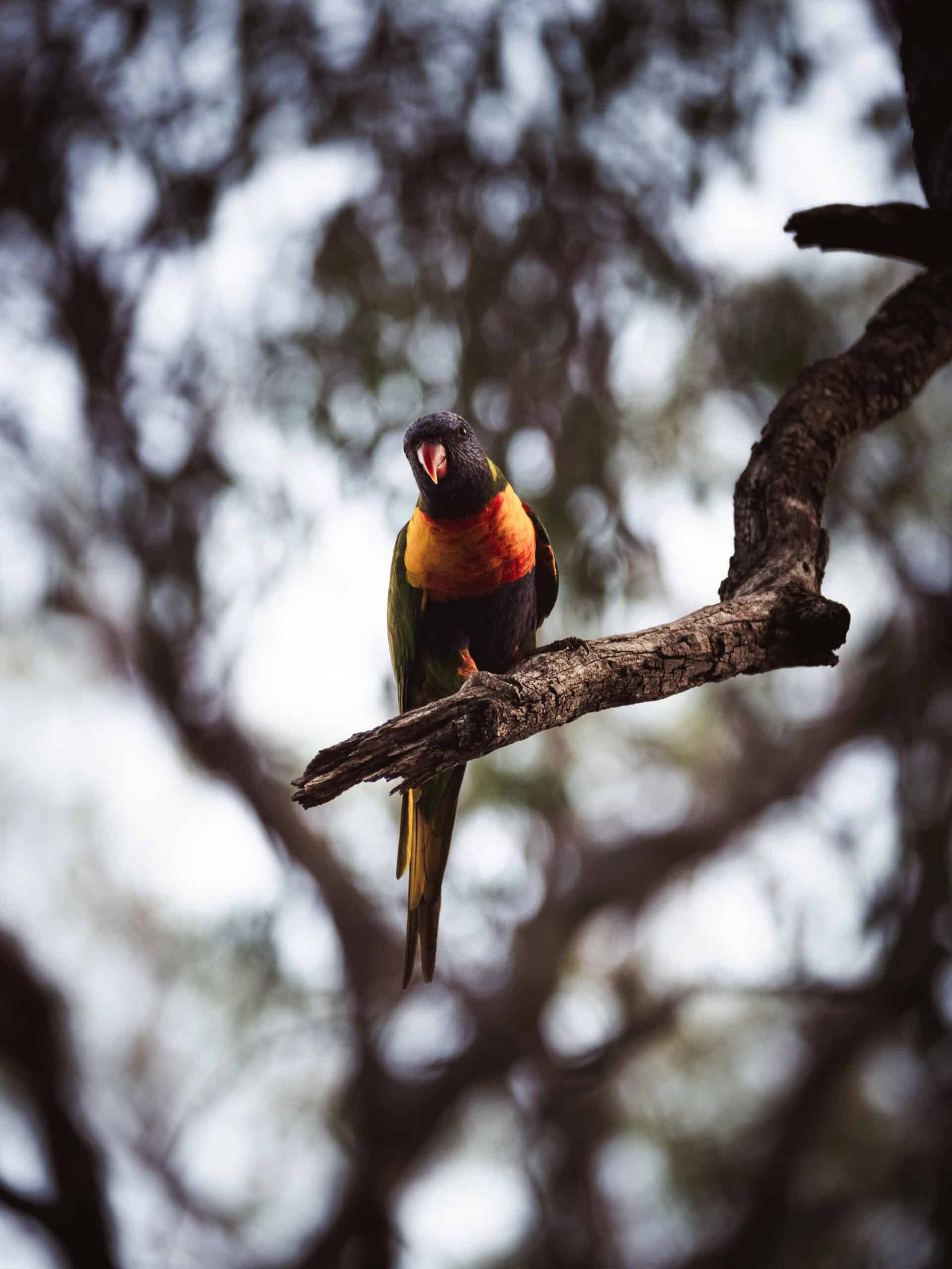 rainbow lorikeet perth